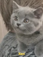 Britská koťata s PP