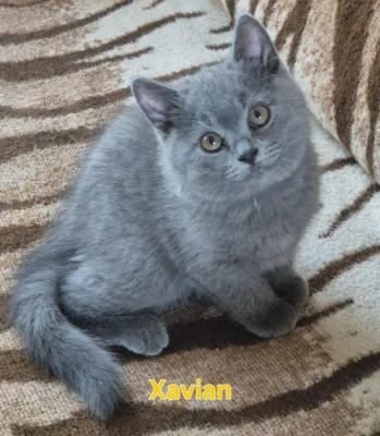 Britská koťata s PP