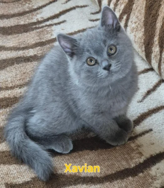 Britská koťata s PP