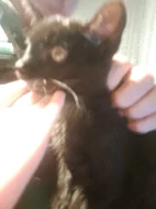 Koťátka k adopci