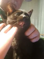 Koťátka k adopci