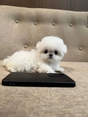 Roztomilá štěňátka samců k adopci