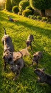 Štěňata Amerického Pitbulteriéra, Pitbull