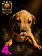 Štěňata Amerického Pitbulteriéra, Pitbull