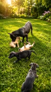 Štěňata Amerického Pitbulteriéra, Pitbull