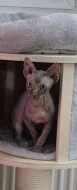 Koťátko Sphynx 3,5 měsice