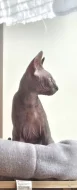 Koťátko Sphynx 3,5 měsice