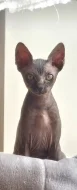 Koťátko Sphynx 3,5 měsice