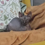 Koťátko Sphynx 3,5 měsice