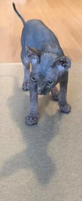 Koťátko Sphynx 3,5 měsice