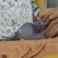 Koťátko Sphynx 3,5 měsice