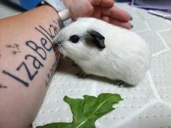 🐹 Tři malé morčecí slečny hledají milující domov ❤️