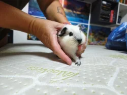 🐹 Tři malé morčecí slečny hledají milující domov ❤️