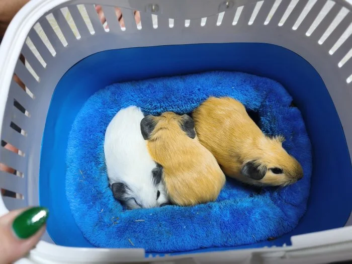🐹 Tři malé morčecí slečny hledají milující domov ❤️