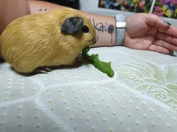 🐹 Tři malé morčecí slečny hledají milující domov ❤️