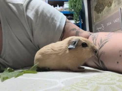 🐹 Tři malé morčecí slečny hledají milující domov ❤️