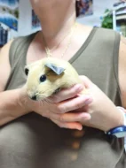 🐹 Tři malé morčecí slečny hledají milující domov ❤️