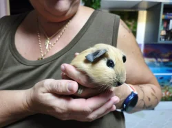 🐹 Tři malé morčecí slečny hledají milující domov ❤️
