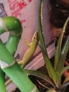 Felsuma madagaskarská+terarium