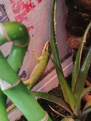 Felsuma madagaskarská+terarium