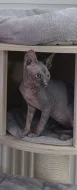 Kanadská Sphynx -hočicka koťatko