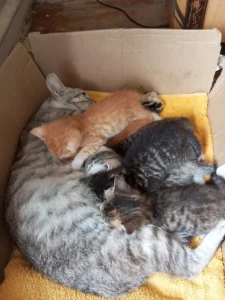 Daruji koťata, Těší se na vás roztomilá koťata :))))