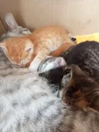 Daruji koťata, Těší se na vás roztomilá koťata :))))