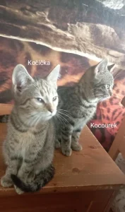 Daruji koťátka
