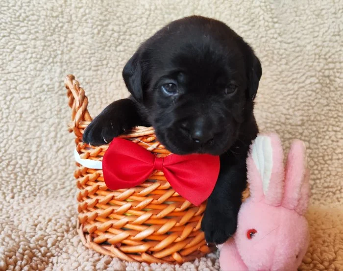 Labradorský retriever