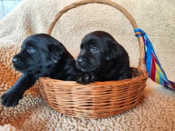 Labradorský retriever