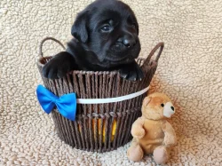 Labradorský retriever
