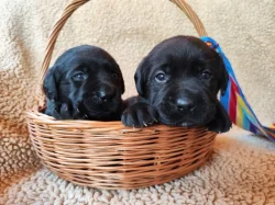 Labradorský retriever