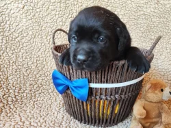 Labradorský retriever
