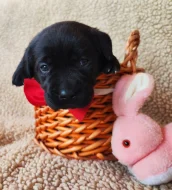 Labradorský retriever