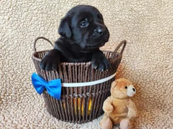 Labradorský retriever