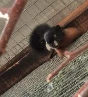 Veverka Prévostova (Callosciurus prevosti)