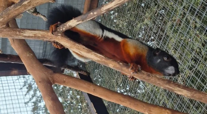 Veverka Prévostova (Callosciurus prevosti)