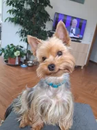 Yorkshirský teriér