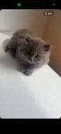 Britský krátkosrstý kocourek, koťátko 🐈 (Narozen 20.5.2026)