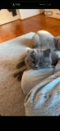 Britský krátkosrstý kocourek, koťátko 🐈 (Narozen 20.5.2026)