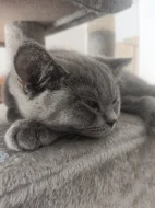 Britský krátkosrstý kocourek, koťátko 🐈 (Narozen 20.5.2026)