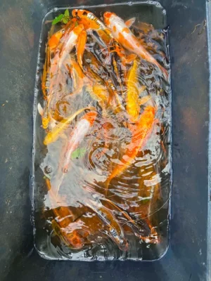 Koi Kapr