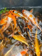 Koi Kapr