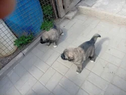 Prodám štěňata