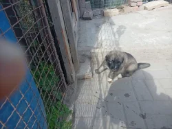 Prodám štěňata