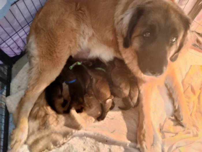 Krásná štěňátka Leonberger