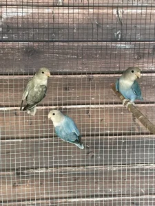 Agapornis růžohrdlý 🦜