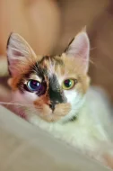 Kotě s heterochromií