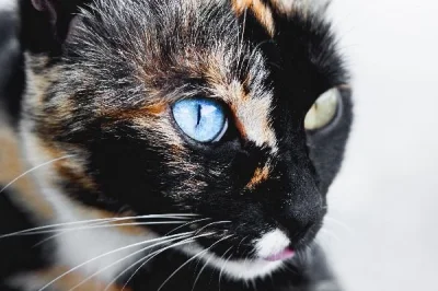 Kotě s heterochromií