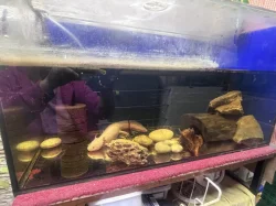 Daruji axolotla